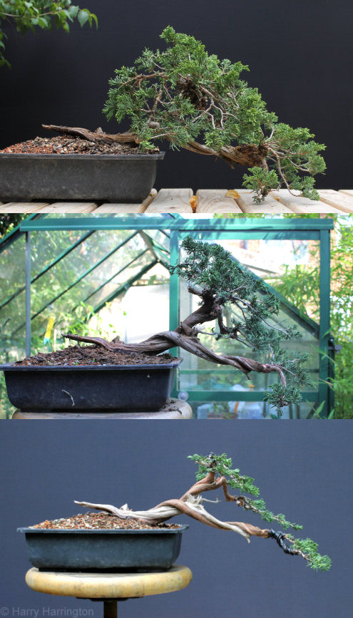 juniper bonsai